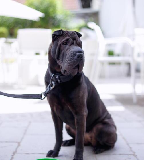 The One Hotel   Designed For Adults   Pet Lovers