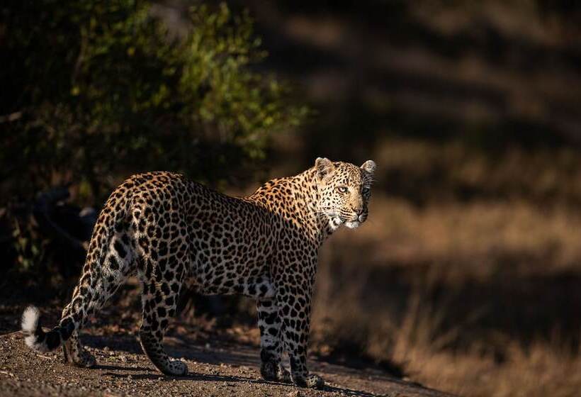 酒店 Leopard Sands, Kruger Park