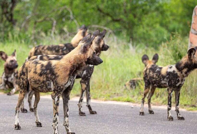 酒店 Leopard Sands, Kruger Park