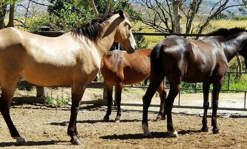 فندق Hacienda El Rodeo