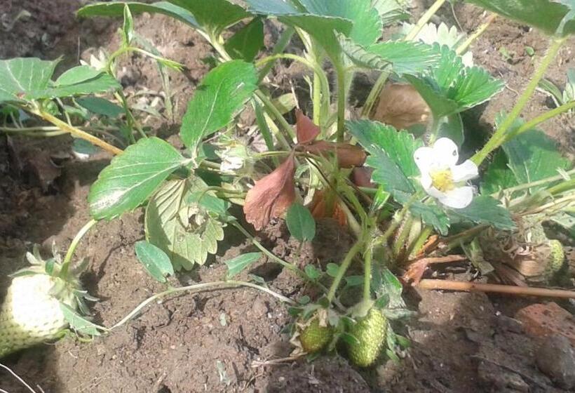 ベッドアンドブレックファースト Au Paradis Cathare