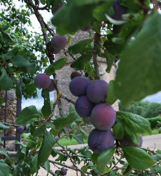 مبيت وإفطار Mas De Garrigue