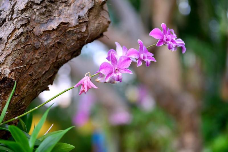 בית מלון כפרי Supatra Hua Hin Resort