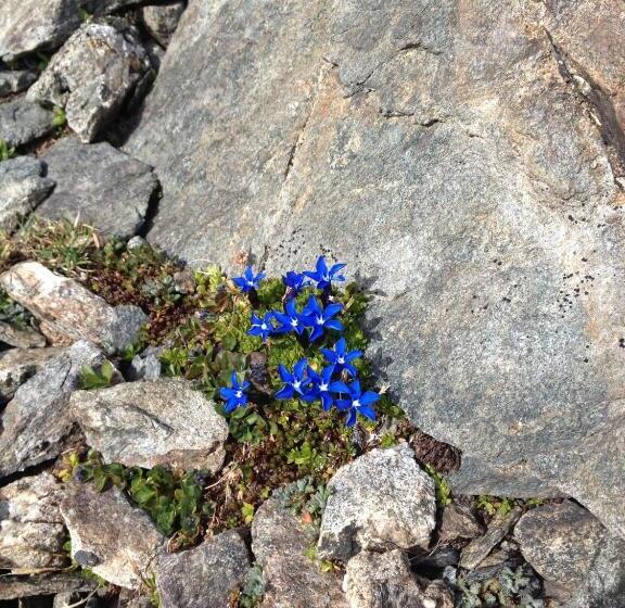فندق Nordend