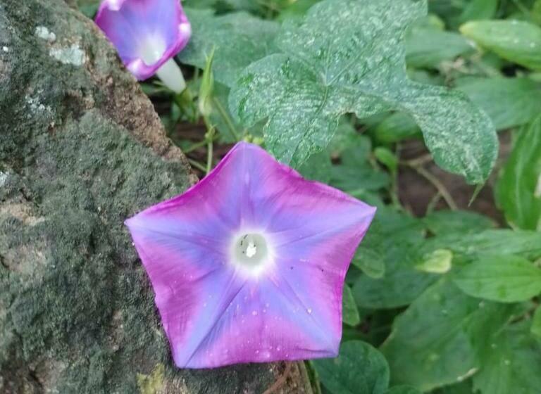 צימר Nasu Lodge