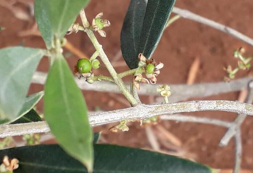 ユースホステル Pousada Vilarejo Das Oliveiras