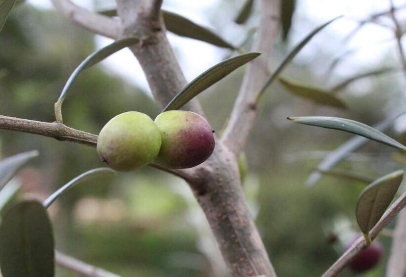 ユースホステル Pousada Vilarejo Das Oliveiras