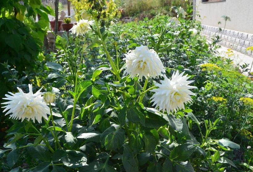 Green Dilijan B&b
