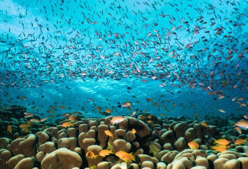 منتجع Gecko Nature Lodge Home Of Swahili Divers The Best Dive Center And Famous Gecko Restaurant
