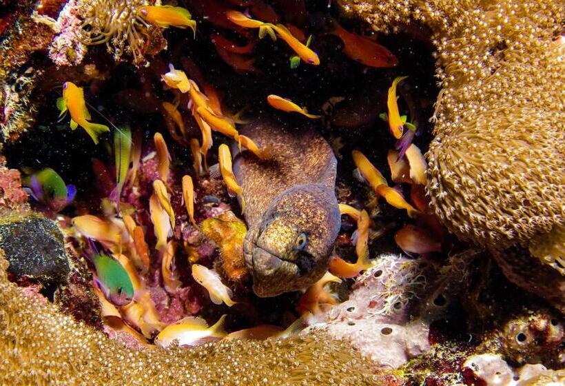 منتجع Gecko Nature Lodge Home Of Swahili Divers The Best Dive Center And Famous Gecko Restaurant
