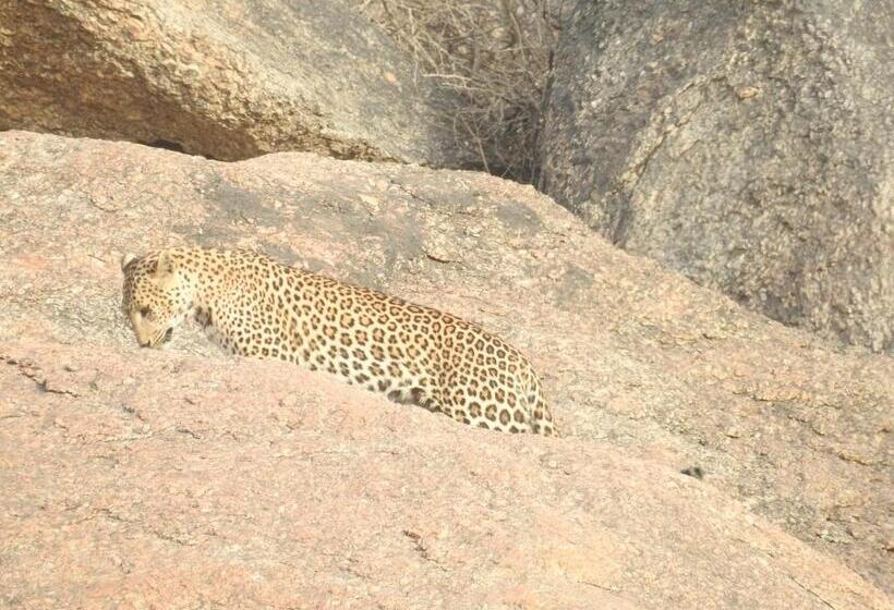 منتجع Jawai Bera Leopard Camp