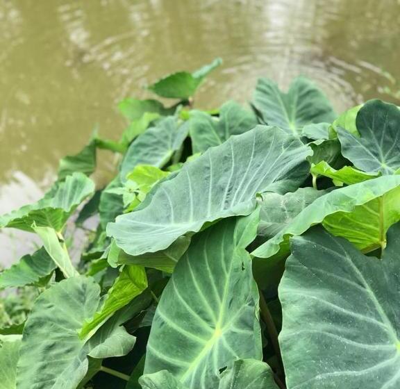膳宿费 Rancho Dos Pássaros Amarelos