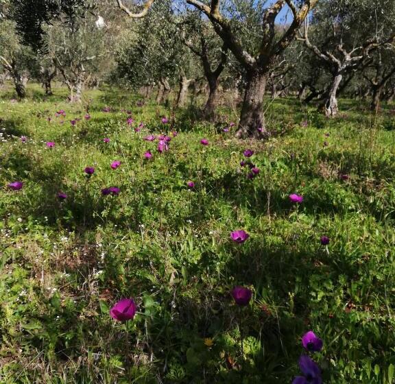 بنسيون Le Coste Affittacamere