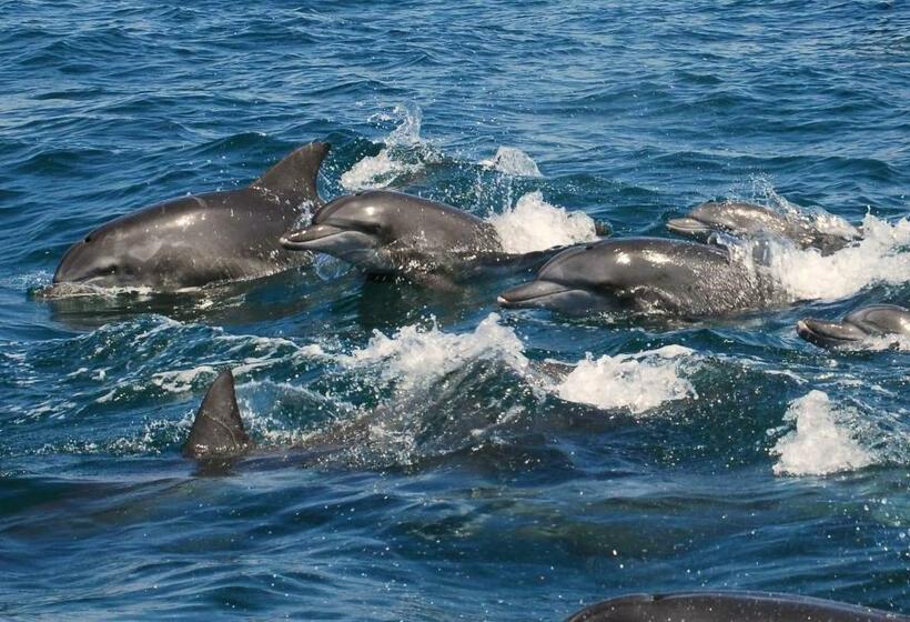 فندق Amakusa Onsen  Shikisakikan