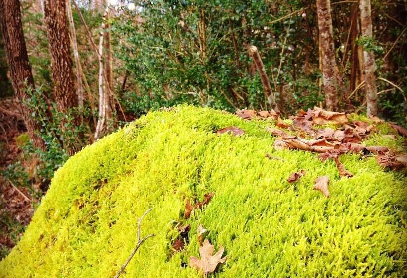 בית מלון כפרי Diamo