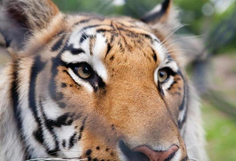 هتل Club Wyndham Towers On The Grove