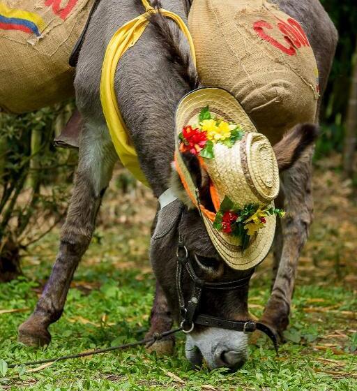هتل Bosques Del Saman Alcala