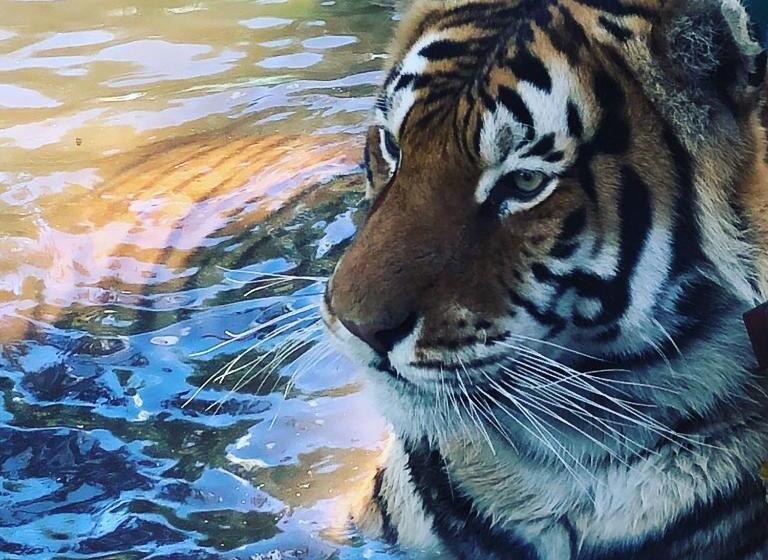 مبيت وإفطار Simba Safaris African Pride Exotic Lodge