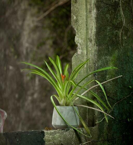 تختخواب و صبحانه Twilight Forest