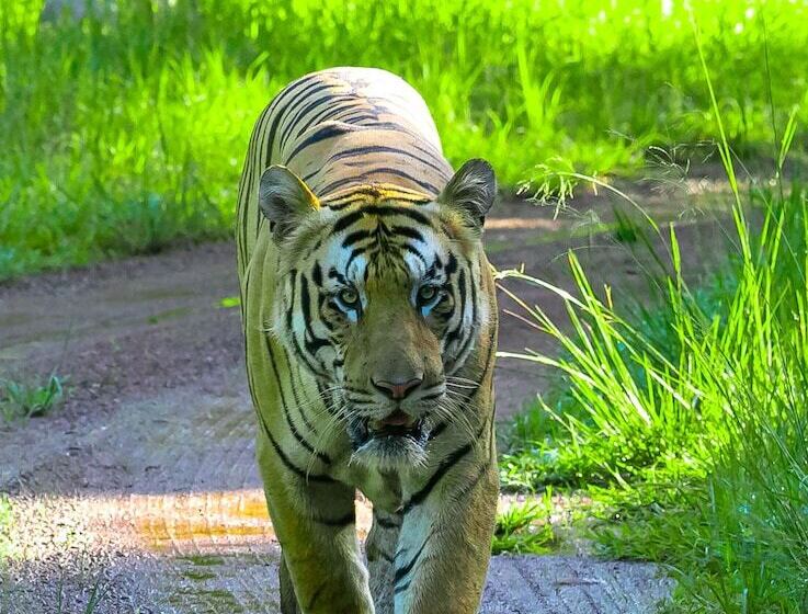 ホテル Chimur Tiger Resort At Tadoba