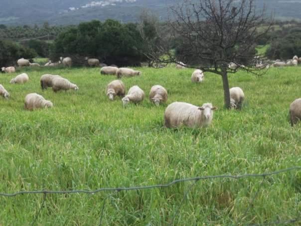 Agriturismo Sa Murta In Sennariolo Oristano