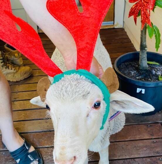住宿加早餐  Sandalwood Downs Fabulous Farm Stay Toodyay