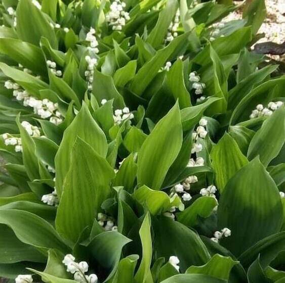 ベッドアンドブレックファースト La Vigneronne