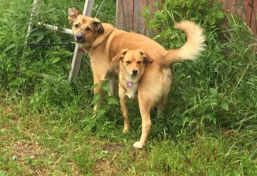 ホテル Niiralan Tila : Starlite Cabin