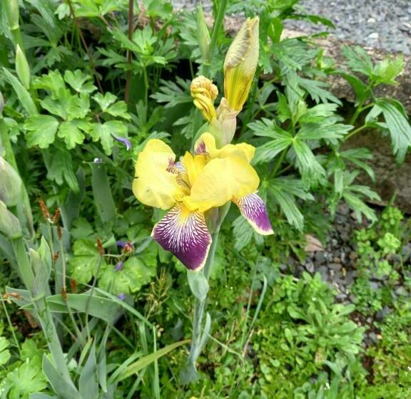 צימר Aramatai Gardens