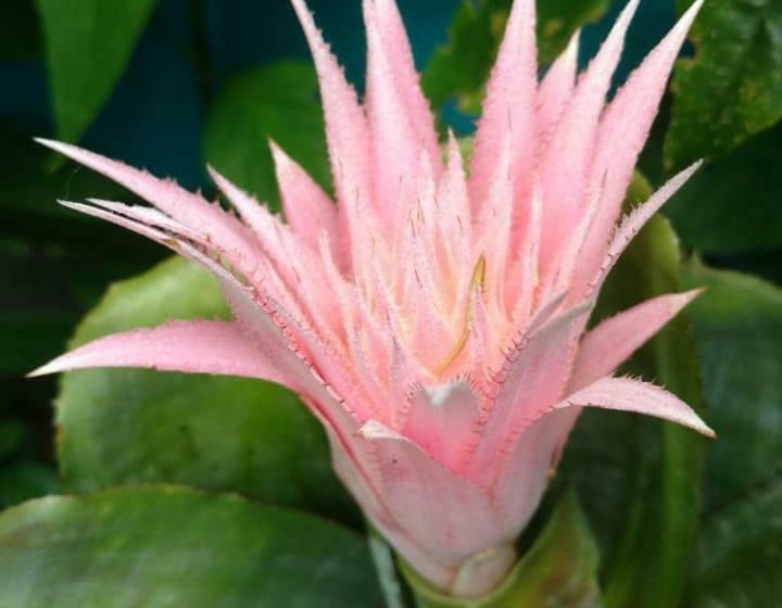 پانسیون Pousada Vila Guyrá