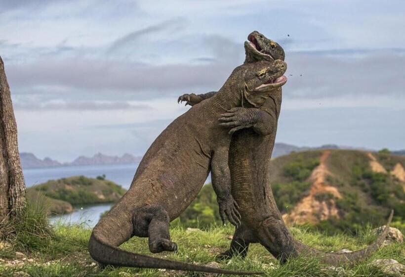 هتل Villa De Owis