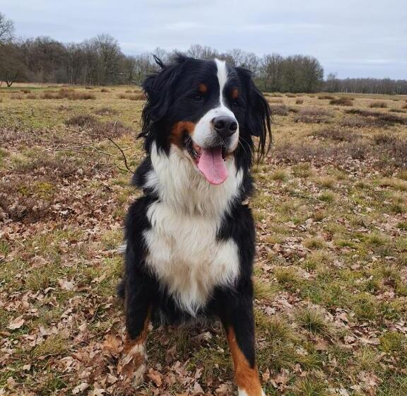 פנסיון Studio In Rietgedekte Boerderij, Geheel Privé, Hond Vriendelijk