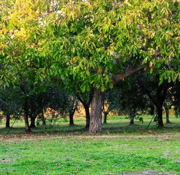 بنسيون Olioealloro B&b