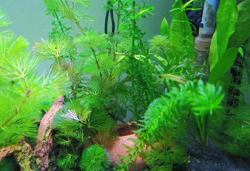 بنسيون Aquarium Room Fish And Gastropods