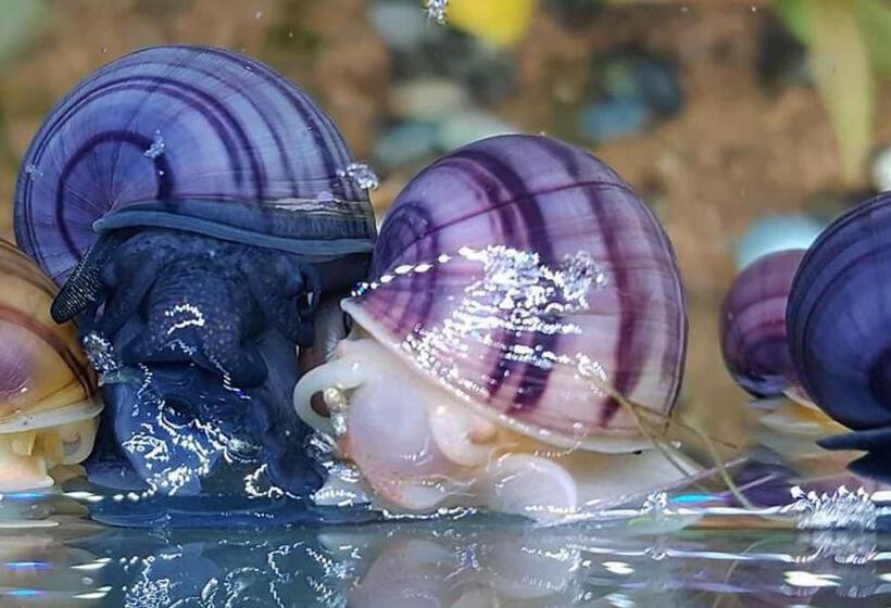 بنسيون Aquarium Room Fish And Gastropods