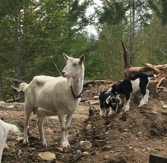פנסיון Maple Heart Ranch