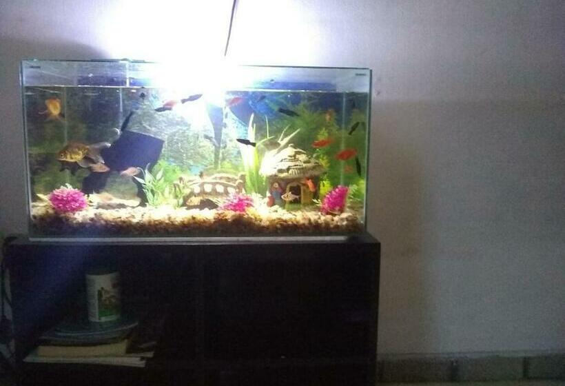 هاستل Pousada Nery