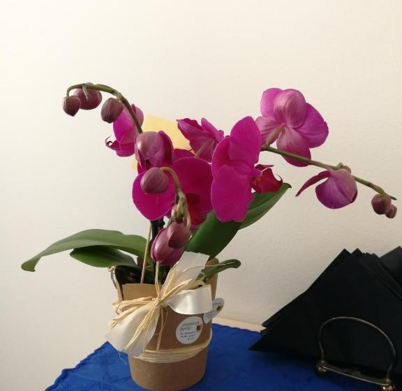 تختخواب و صبحانه Murat Otto