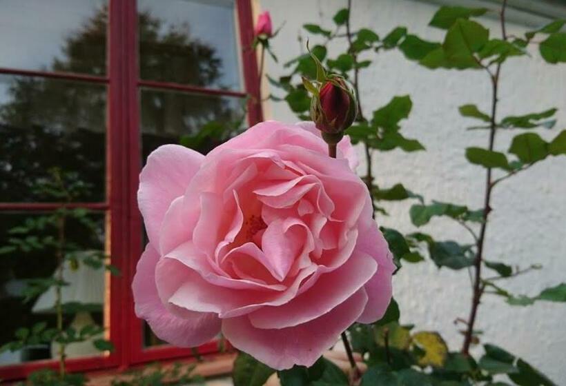 צימר Bo I Remmarlöv