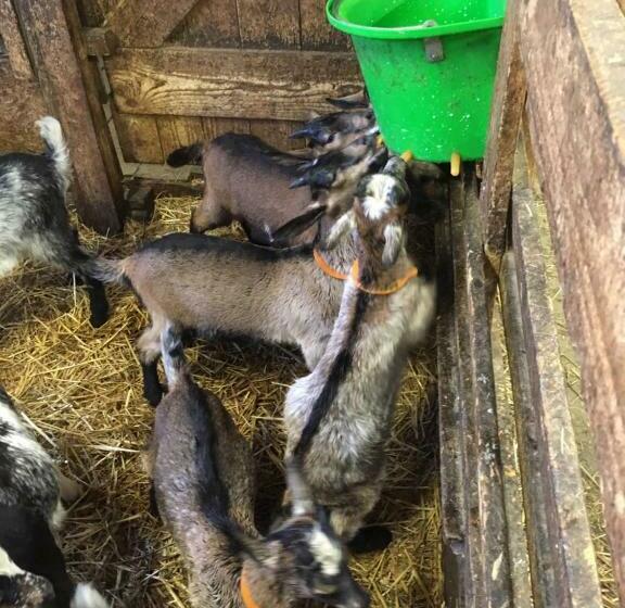 住宿加早餐  Gite Im Berg