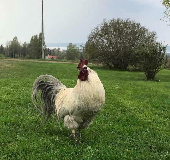 هتل Det Gamla Panget
