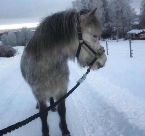 هتل Det Gamla Panget