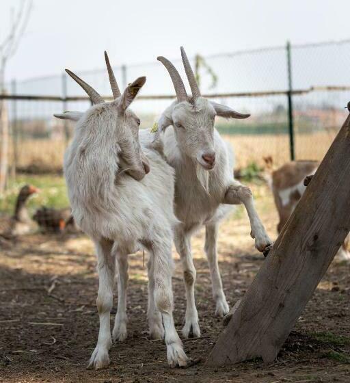 민박 Cascina Cattabreghetta