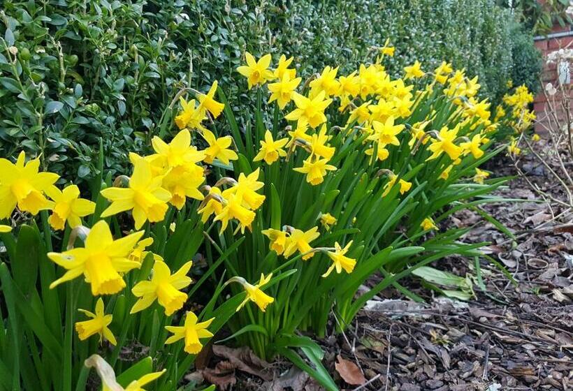 تختخواب و صبحانه Widdingenhof