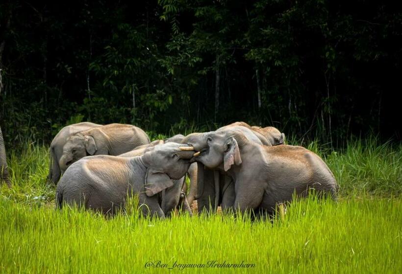 استراحتگاه B&b Forest Hill Khao Yai