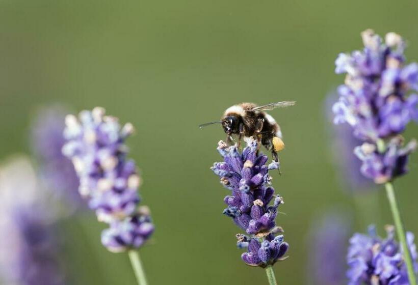 هتل Weingut Wohlfühlzimmer Adam Lieleg
