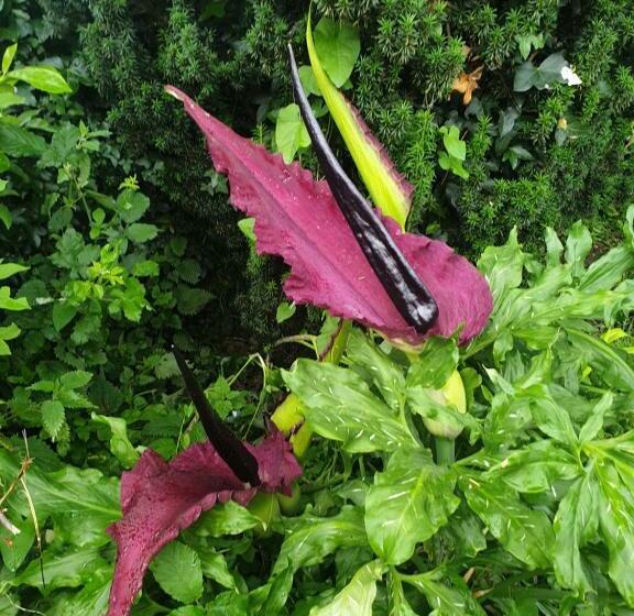 مبيت وإفطار Morland