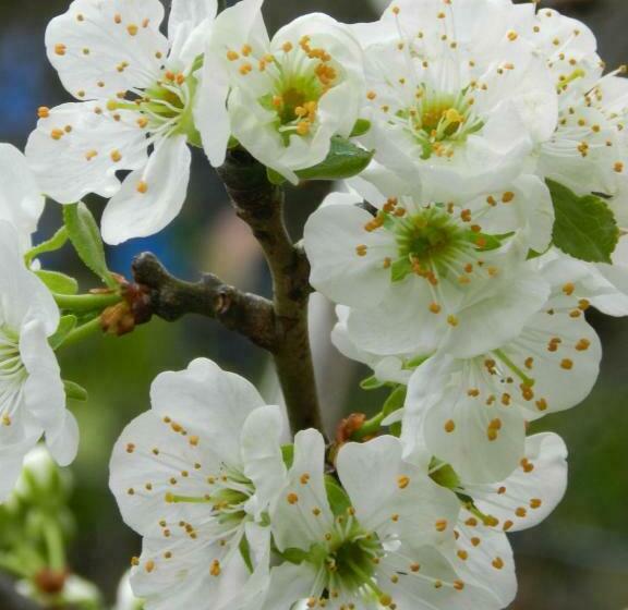 پانسیون B&b Achter De Sterren