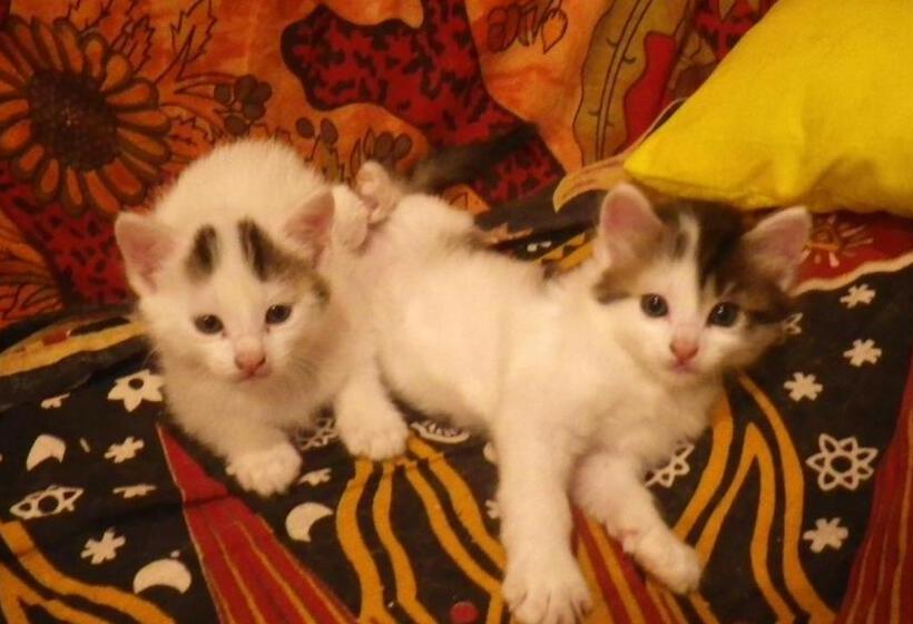 住宿加早餐  Mas De La Boheme   L Hermet