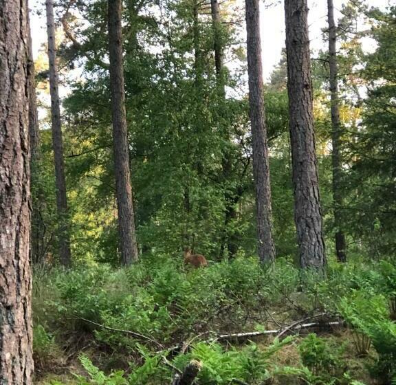 פנסיון B&b Wicherumloo